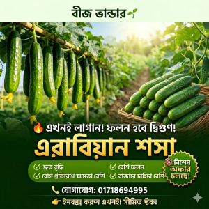 premium hybrid arabian cucumber